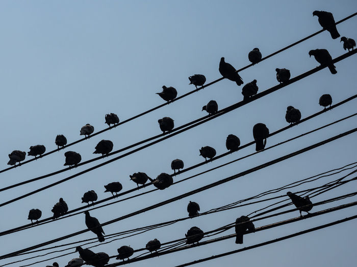 Low angle view of silhouette of birds against clear sky