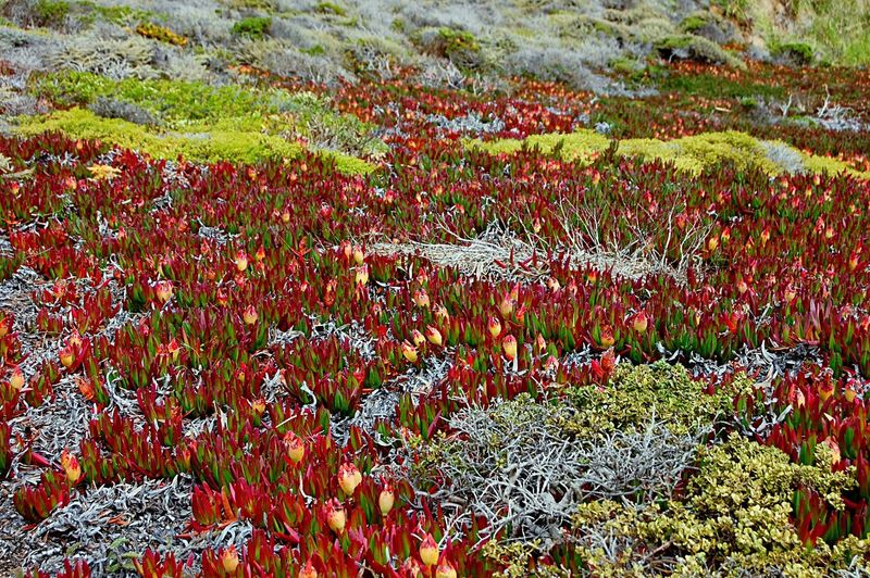 Full frame shot of red flowers in field