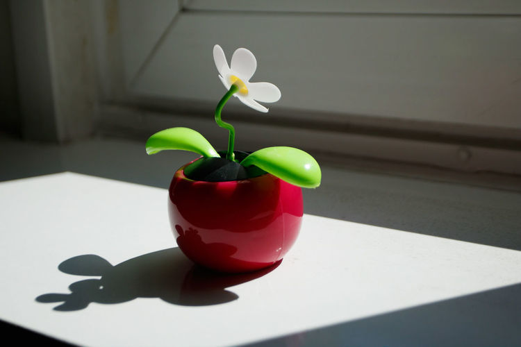 Close-up of rose on table