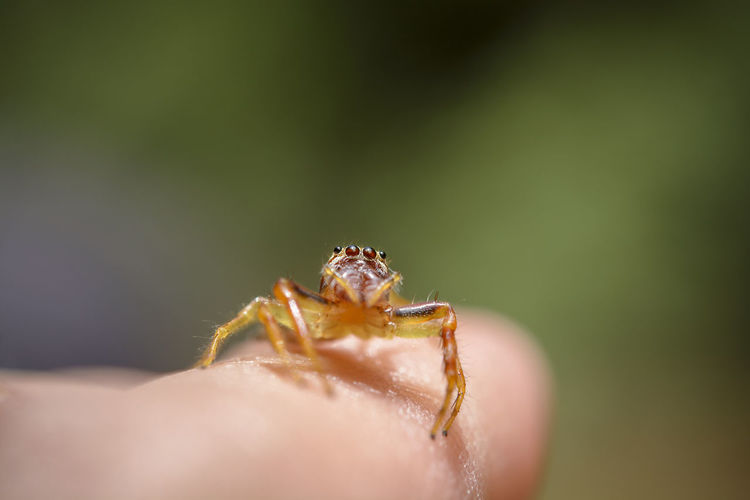 Close-up of jumping spider on finger
