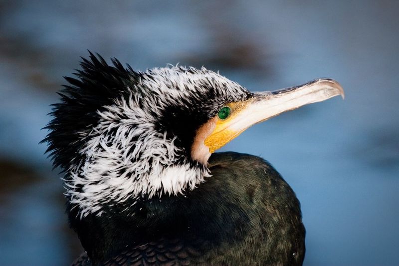 Close-up of cormorant