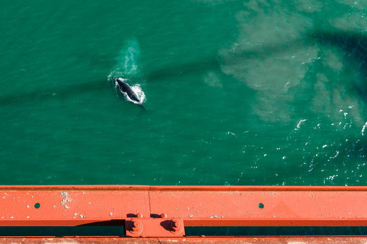 High angle view of whale on sea