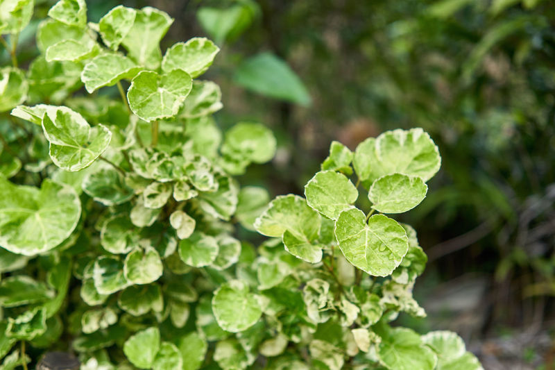 Close-up of fresh green leaves on plant in field