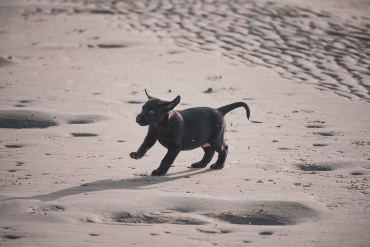 Two dogs running on beach