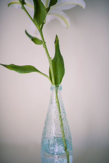 Close-up of green plant in vase