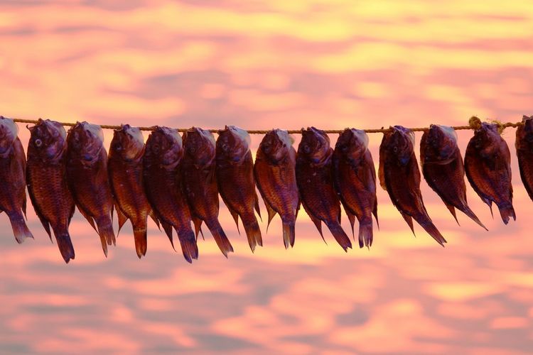 Close-up of dried fish hanging from rope at bay