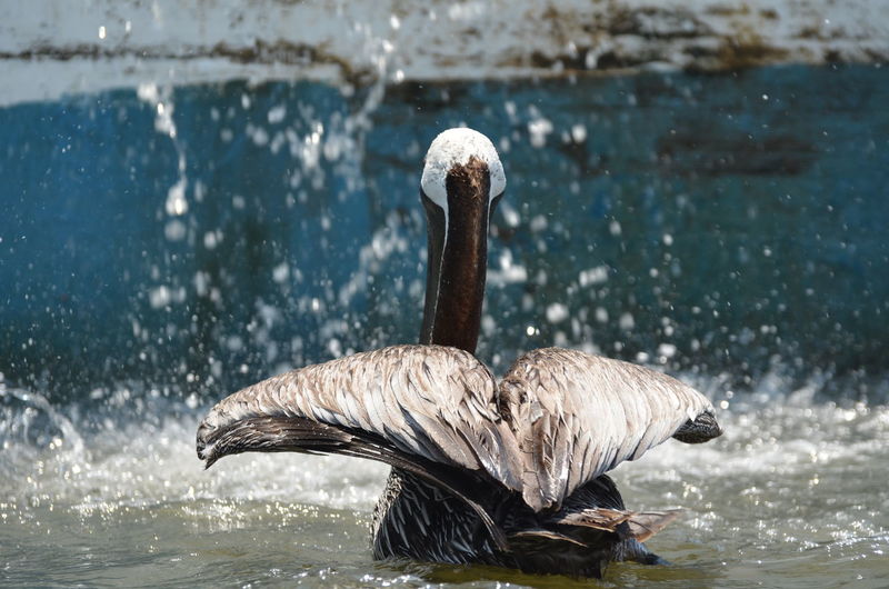 Rear view of pelican swimming on lake