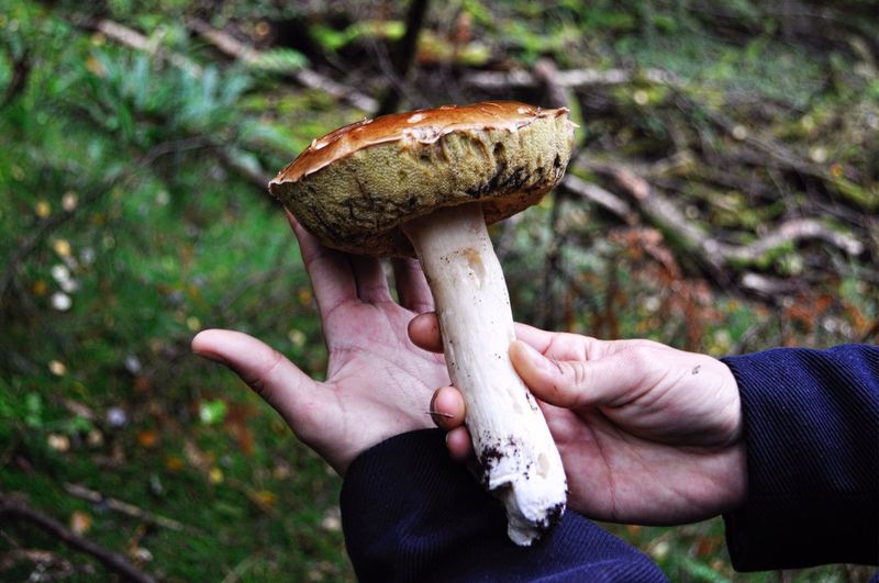 Cropped hands of man holding mushroom outdoors