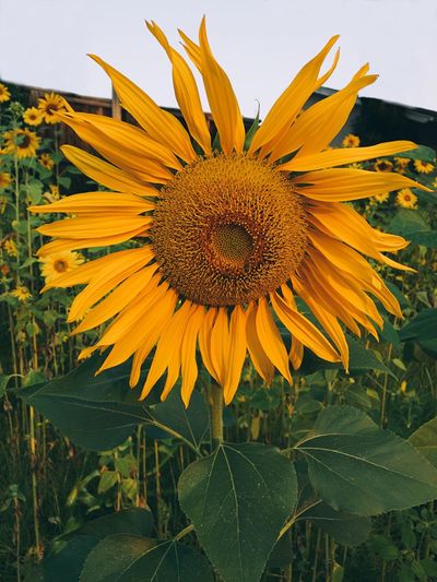 Close-up of fresh sunflower blooming on field against sky