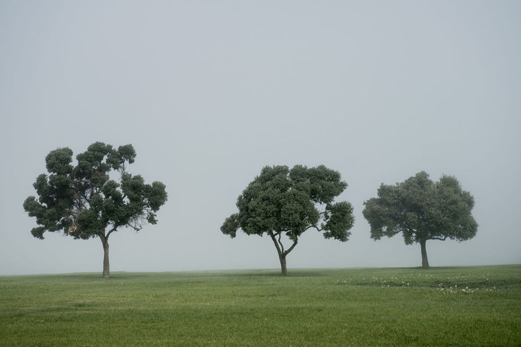 Trees on field against clear sky