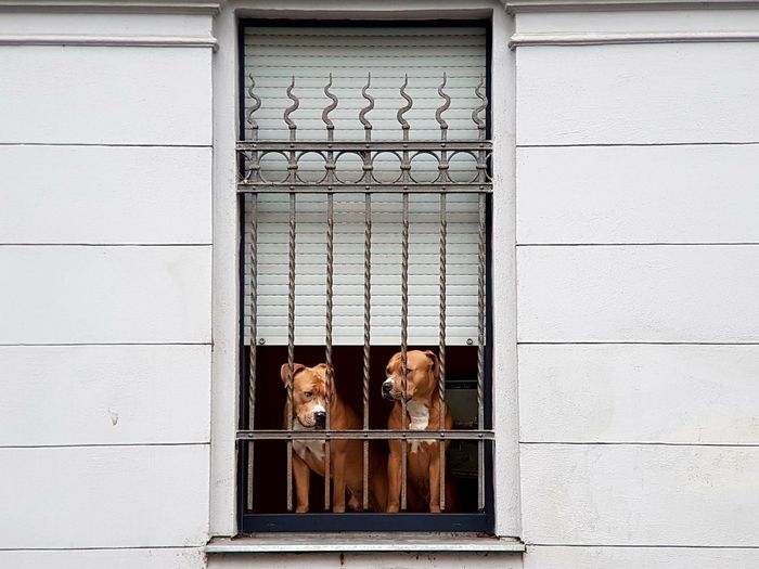 Two dogs in window