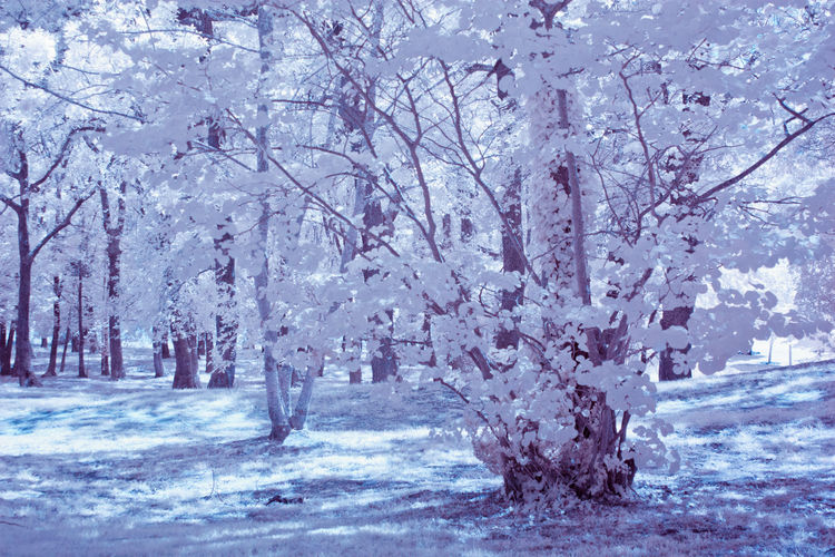 View of cherry blossom trees during winter