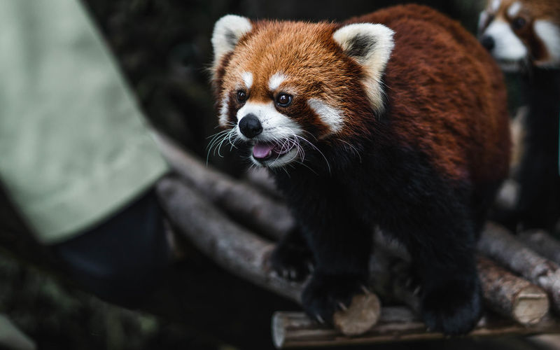 Red panda on wood