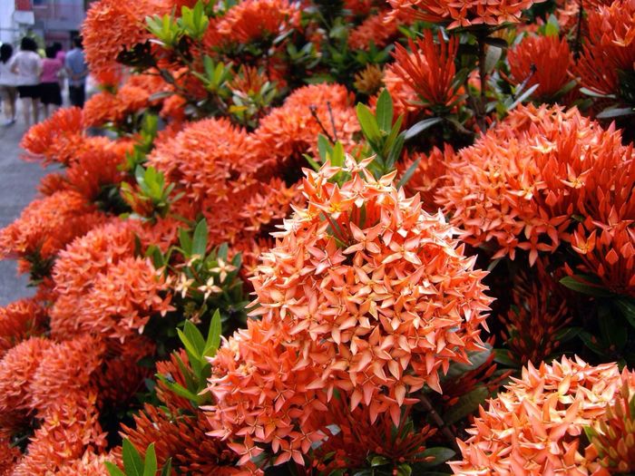 Close-up of ixora flowers