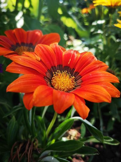 Close-up of red orange flower