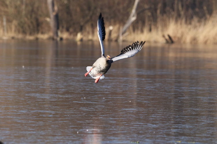 Bird flying over a lake