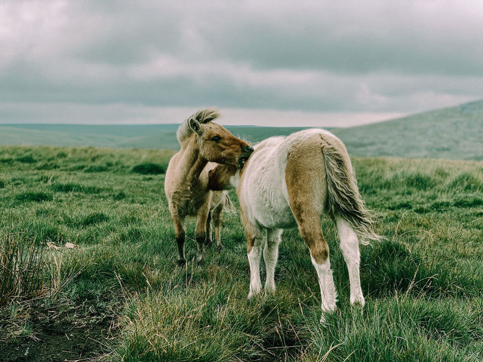 2 young dartmoor foals scratching each other