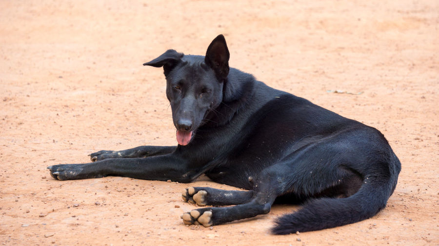 Black dog sitting on sand