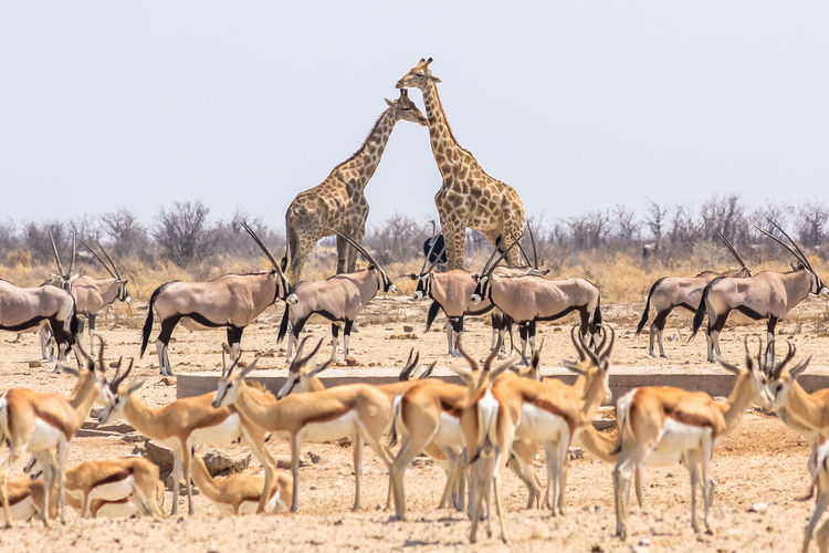 Animals standing on field against clear sky
