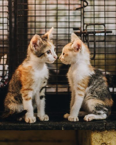 Close-up of cats sitting in a cage