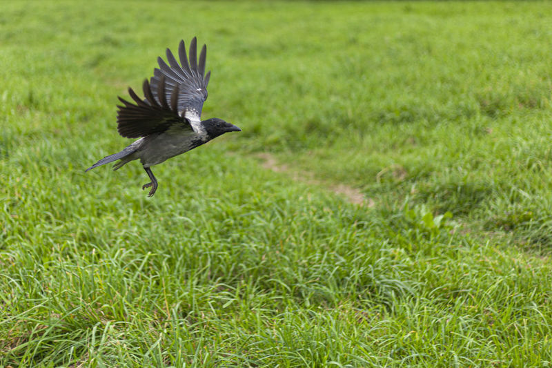 Crow in flight above the ground. a black bird flaps its wings. 