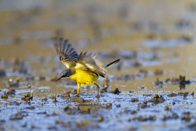 The western yellow wagtail, motacilla flava hunting on marsh