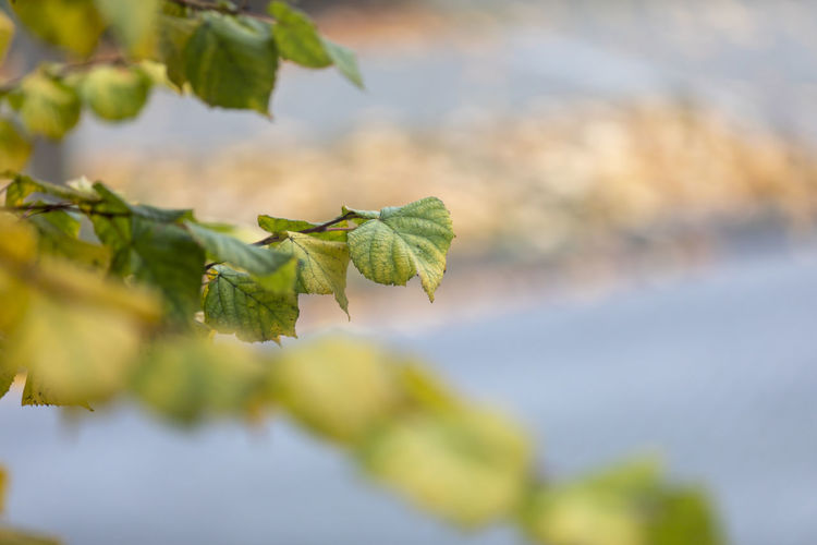 Close-up of green leaves
