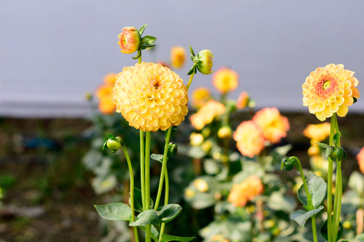 Close-up of yellow marigolds flowering plant
