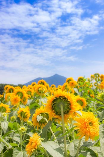 Sunflowers blooming in field against sky