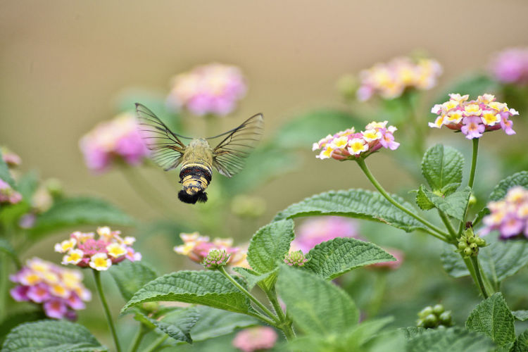 Hummingbird hawk-moth hovering over lantana camara