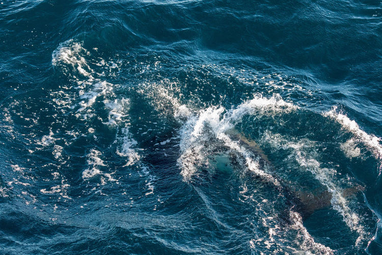 High angle view of whale swimming in sea