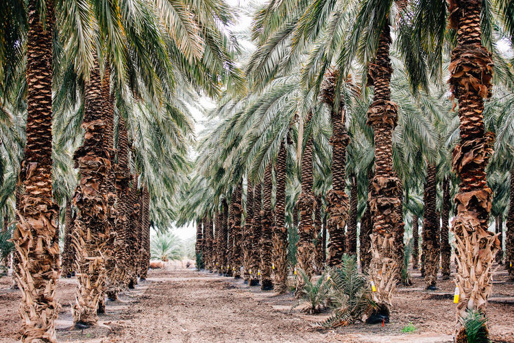 Panoramic shot of palm trees in forest