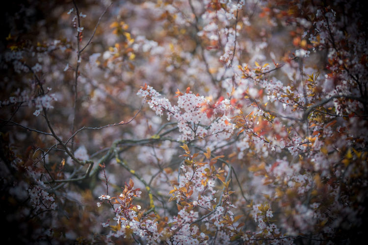 Cherry blossoms in spring during autumn