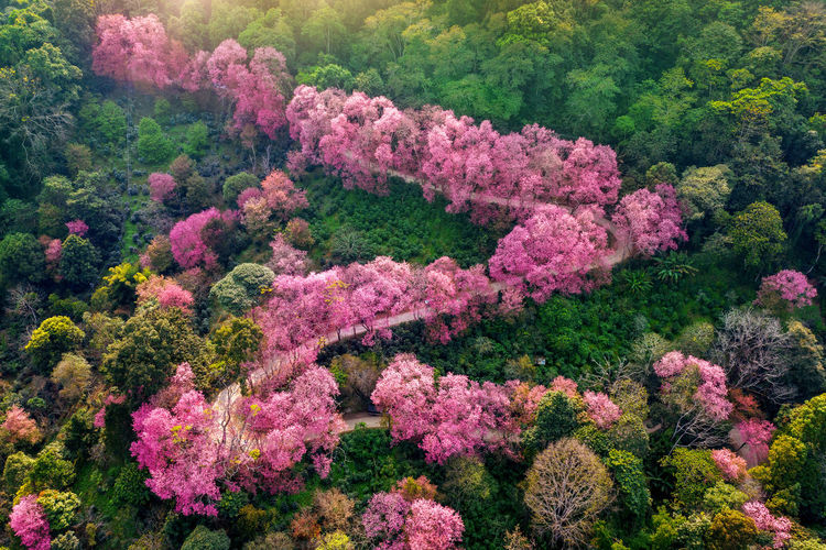 High angle view of pink flowering trees