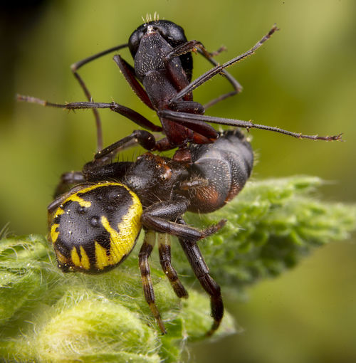 Synema globosum eating a dead ant