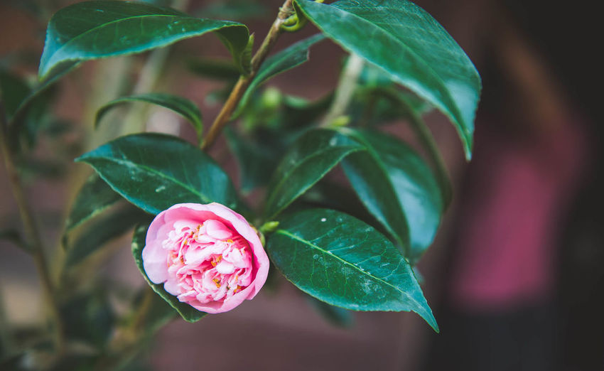 Close-up of pink rose blooming outdoors