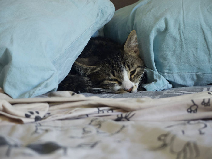 Cat sleeping on bed at home