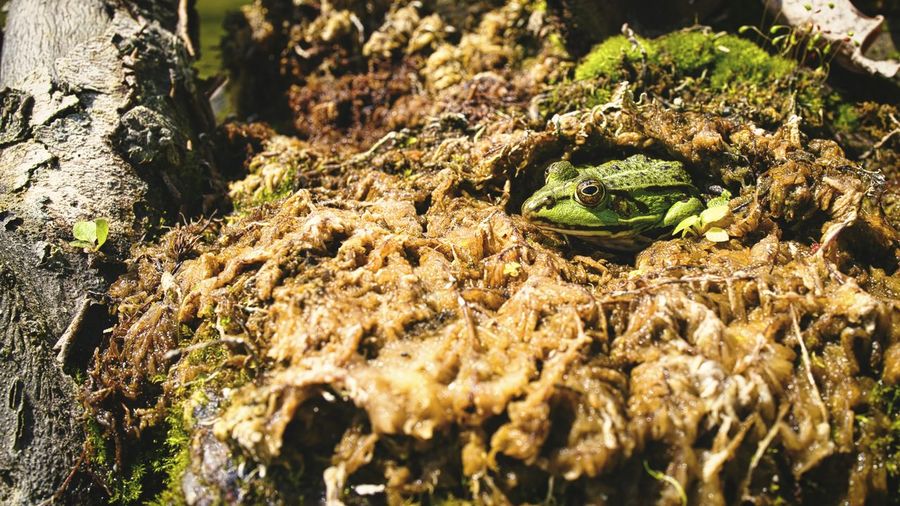 Close-up of frog on rock