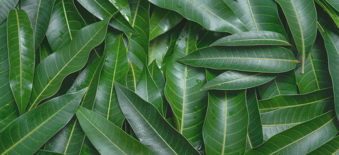 Mango leaves background, beautiful fresh green group with clear leaf vein texture detail
