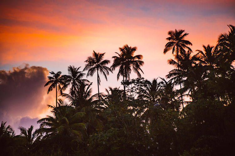 Low angle view of silhouette trees against sky during sunset