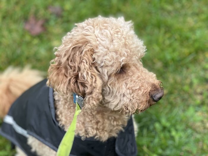 Close-up of a labradoodle 