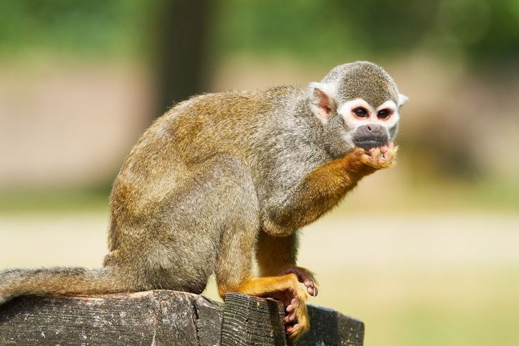Close-up of squirrel monkey on railing