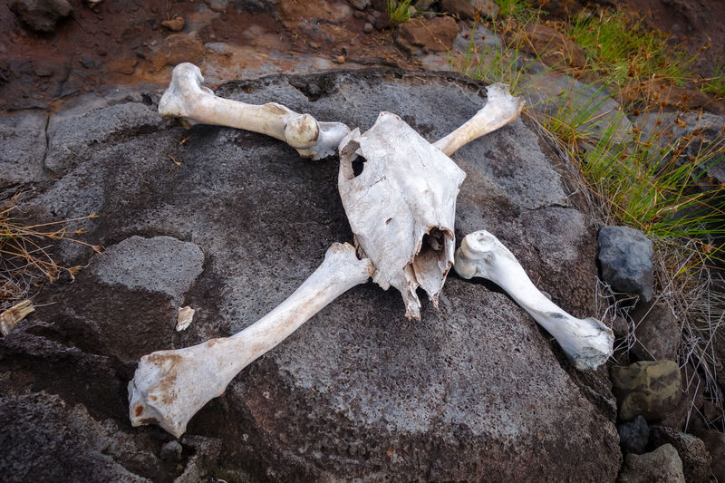 Page 7 of Animal Skull pictures | Curated Photography on EyeEm