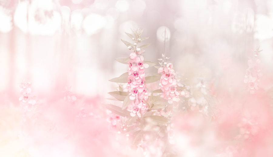 Close-up of pink flowering plant