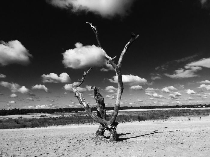 Dead tree on field against sky