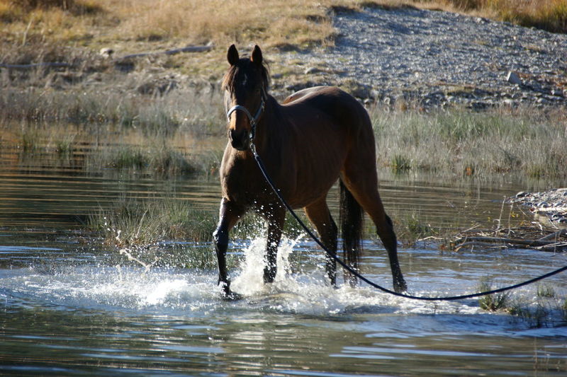 Horse dog in water