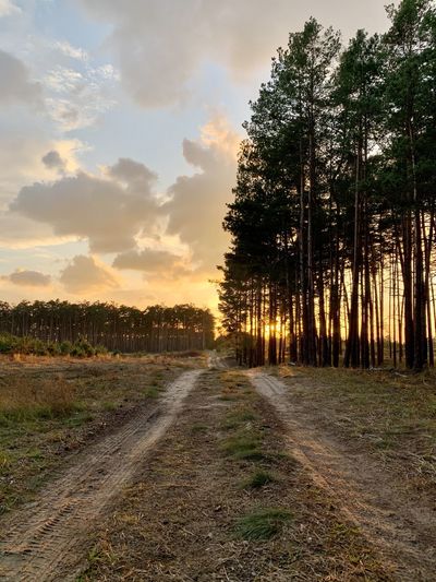 Dirt road amidst trees against sky during sunset