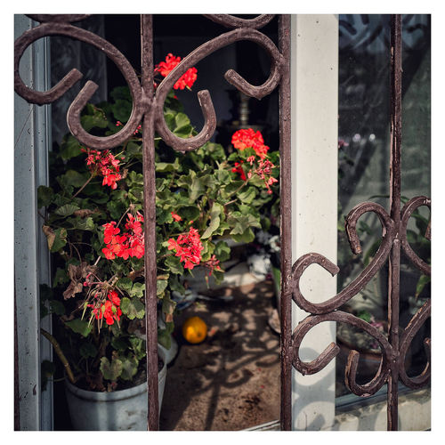 Close-up of potted plants on metal gate