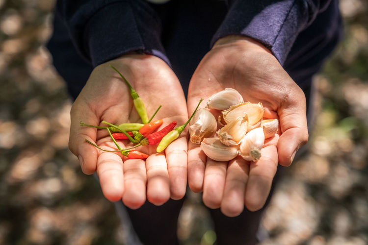 Close-up of hand holding chili and garlic