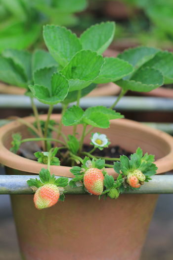 Close-up of fruits growing in pot